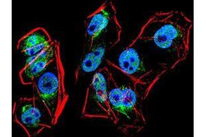 Immunofluorescence analysis of HeLa cells using PRDM1 mouse mAb (green).
