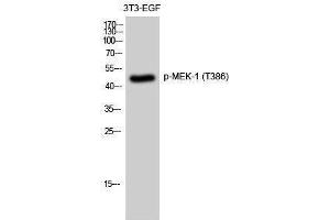 Western Blotting (WB) image for anti-Mitogen-Activated Protein Kinase Kinase 1 (MAP2K1) (pThr386) antibody (ABIN3173084) (MEK1 anticorps  (pThr386))
