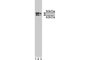Western Blotting (WB) image for anti-TIA1 Cytotoxic Granule-Associated RNA Binding Protein-Like 1 (TIAL1) (AA 161-365) antibody (ABIN967917)