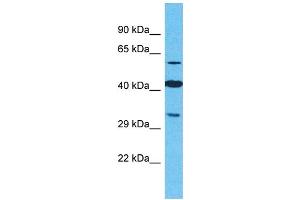 Western Blotting (WB) image for anti-Olfactory Receptor, Family 2, Subfamily M, Member 4 (OR2M4) (C-Term) antibody (ABIN2791726)
