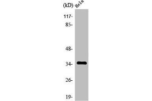 Western Blot analysis of HuvEc cells using Olfactory receptor 4K14 Polyclonal Antibody (OR4K14 anticorps  (C-Term))