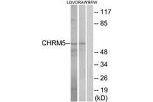 Western Blotting (WB) image for anti-Cholinergic Receptor, Muscarinic 5 (CHRM5) (AA 281-330) antibody (ABIN2890807) (CHRM5 anticorps  (AA 281-330))