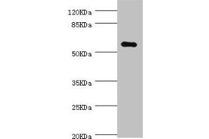 Western blot All lanes: NLK antibody at 0. (Nemo-Like Kinase anticorps  (AA 278-527))
