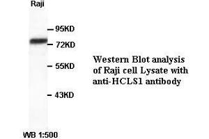 Image no. 1 for anti-Hematopoietic Cell-Specific Lyn Substrate 1 (HCLS1) antibody (ABIN790843) (HCLS1 anticorps)