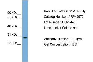 WB Suggested Anti-APOLD1  Antibody Titration: 0.