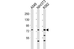 All lanes : Anti-DVL3 Antibody (C-term) at 1:2000 dilution Lane 1: A549 whole cell lysates Lane 2: NIH/3T3 whole cell lysates Lane 3: K562 whole cell lysates Lysates/proteins at 20 μg per lane. (DVL3 anticorps  (C-Term))