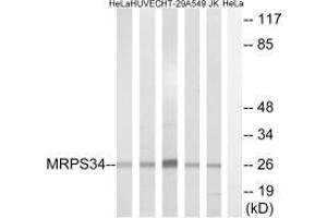 Western blot analysis of extracts from HeLa cells, HUVEC cells, HT-29 cells, A549 cells and Jurkat cells, using MRPS34 antibody. (MRPS34 anticorps  (C-Term))