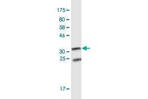 Western Blot detection against Immunogen (33.