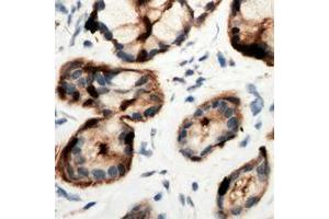 Immunohistochemical analysis of Adenosine A2b Receptor staining in human pancreas formalin fixed paraffin embedded tissue section. (Adenosine A2b Receptor anticorps  (C-Term))