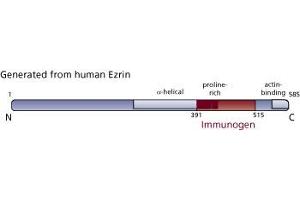 Image no. 3 for anti-Ezrin (EZR) (AA 391-515) antibody (ABIN968058) (Ezrin anticorps  (AA 391-515))