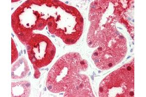 Anti-PSAT1 antibody IHC staining of human kidney.