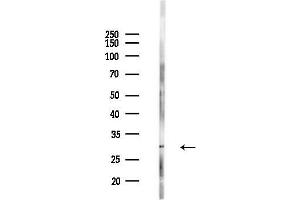 Western blot analysis of lysates from Mouse testis, using OR2 Antibody at 1/1000 dilution.