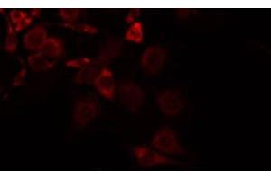 ABIN6275248 staining NIH-3T3 by IF/ICC. (SLC16A13 anticorps  (C-Term))