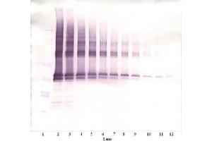 Image no. 2 for anti-Nanog Homeobox (NANOG) antibody (ABIN181660) (Nanog anticorps)