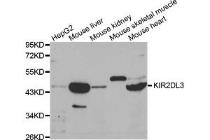 Western blot analysis of extracts of various cell lines, using KIR2DL3 antibody (ABIN3212244) at 1/1000 dilution. (KIR2DL3 anticorps)