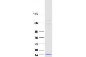Validation with Western Blot