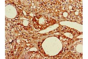 Immunohistochemistry of paraffin-embedded human adrenal gland tissue using ABIN7167074 at dilution of 1:100 (RGL2 anticorps  (AA 145-328))