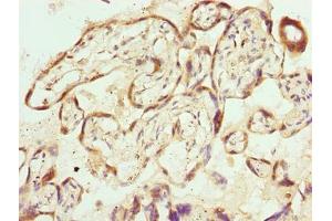 Immunohistochemistry of paraffin-embedded human placenta tissue using ABIN7169316 at dilution of 1:100