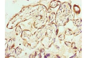 Immunohistochemistry of paraffin-embedded human placenta tissue using ABIN7169316 at dilution of 1:100 (PPEF1 anticorps  (AA 301-500))