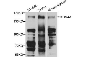Western blot analysis of extracts of various cell lines, using KDM4A antibody. (KDM4A anticorps)