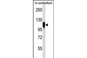 FBX41 Antibody (N-term) (ABIN656516 and ABIN2845787) western blot analysis in mouse cerebellum tissue lysates (35 μg/lane). (FBXO41 anticorps  (N-Term))