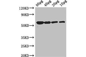 Western Blot Positive WB detected in: Rosseta bacteria lysate at 80 μg, 40 μg, 20 μg, 10 μg All lanes: glpK antibody at 3 μg/mL Secondary Goat polyclonal to rabbit IgG at 1/50000 dilution Predicted band size: 57 kDa Observed band size: 57 kDa (Glycerol Kinase anticorps  (AA 2-502))