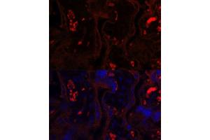 Immunofluorescence analysis of human placenta using MME antibody.