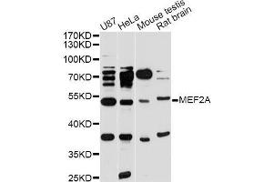 Western blot analysis of extracts of various cell lines, using MEF2A antibody (ABIN5998204) at 1/1000 dilution. (MEF2A anticorps)
