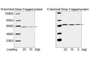 Western blot analysis of N-terminal and C-terminal Strep II tagged fusion protein using ABIN962829 (1 µg/ml).
