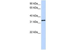 Western Blotting (WB) image for anti-3-hydroxyanthranilate 3,4-Dioxygenase (HAAO) antibody (ABIN2458646) (HAAO anticorps)