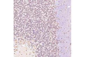 Immunohistochemistry analysis of paraffin embedded rat cerebellum using Zfpm2 (ABIN7076277) at dilution of 1: 900