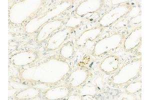 ABIN6261333 and ABIN6273113 at 1/100 staining human normal kidney tissue by IHC-P. (DNAJC10 anticorps  (C-Term))