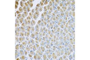 Immunohistochemistry of paraffin-embedded mouse stomach using AP1M2 antibody at dilution of 1:100 (x40 lens). (AP1m2 anticorps)