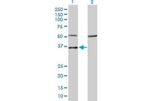 Western Blot analysis of MYOG expression in transfected 293T cell line by MYOG MaxPab polyclonal antibody.