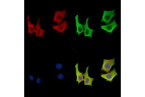 ABIN7096741 and ABIN7100806 staining HepG2 cells by IF/ICC. (MGAT2 anticorps)