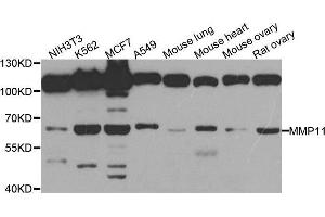 Western blot analysis of extracts of various cell lines, using MMP11 antibody. (MMP11 anticorps)