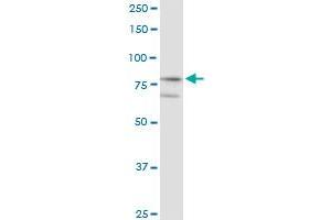 Immunoprecipitation of KLHL4 transfected lysate using anti-KLHL4 MaxPab rabbit polyclonal antibody and Protein A Magnetic Bead , and immunoblotted with KLHL4 purified MaxPab mouse polyclonal antibody (B01P) .