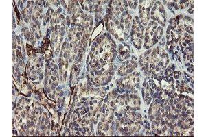 Image no. 1 for anti-Platelet/endothelial Cell Adhesion Molecule (PECAM1) antibody (ABIN1497246) (CD31 anticorps)