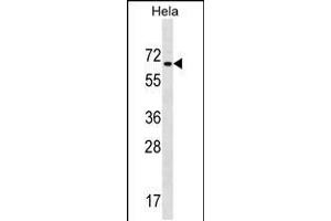 Western blot analysis in Hela cell line lysates (35ug/lane). (ZNF35 anticorps  (AA 152-181))