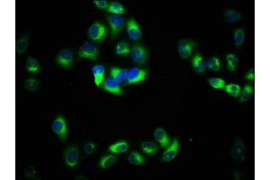 Immunofluorescence staining of Hela cells with ABIN7165686 at 1:133, counter-stained with DAPI.