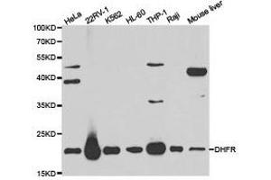 Western Blotting (WB) image for anti-Dihydrofolate Reductase (DHFR) antibody (ABIN1872261) (Dihydrofolate Reductase anticorps)