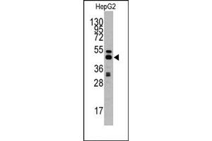 Image no. 1 for anti-Adenosylhomocysteinase (AHCY) (C-Term) antibody (ABIN357877) (AHCY anticorps  (C-Term))