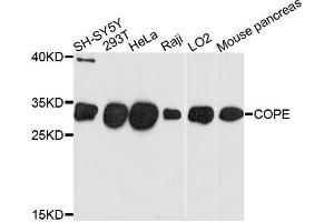 Western blot analysis of extracts of various cells, using COPE antibody. (COPE anticorps)