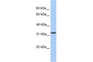 Western Blotting (WB) image for anti-Sprouty Homolog 3 (SPRY3) antibody (ABIN2463341) (SPRY3 anticorps)