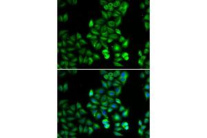 Immunofluorescence (IF) image for anti-Dopamine Receptor D5 (DRD5) (AA 323-477) antibody (ABIN6218817) (DRD5 anticorps  (AA 323-477))