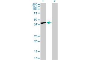 Western Blot analysis of DUSP4 expression in transfected 293T cell line by DUSP4 MaxPab polyclonal antibody.