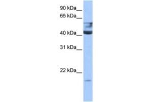 Western Blotting (WB) image for anti-Queuine tRNA-Ribosyltransferase 1 (QTRT1) antibody (ABIN2463239) (QTRT1 anticorps)