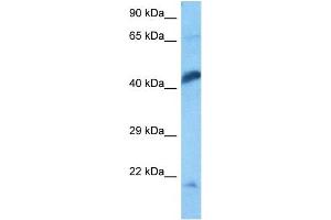 Host:  Rat  Target Name:  ENO1  Sample Tissue:  Rat Skeletal Muscle  Antibody Dilution:  1ug/ml