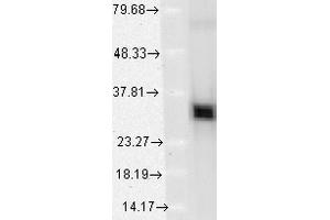 Western Blot analysis of Human HeLa cell lysates showing detection of HO-1 protein using Mouse Anti-HO-1 Monoclonal Antibody, Clone 1F12-A6 . (HMOX1 anticorps  (AA 1-30) (Biotin))
