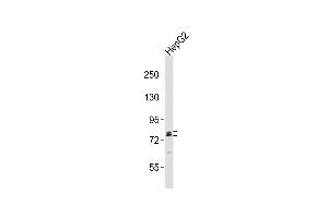 Anti-RFX4 Antibody (C-term)at 1:2000 dilution + HepG2 whole cell lysates Lysates/proteins at 20 μg per lane. (RFX4 anticorps  (C-Term))